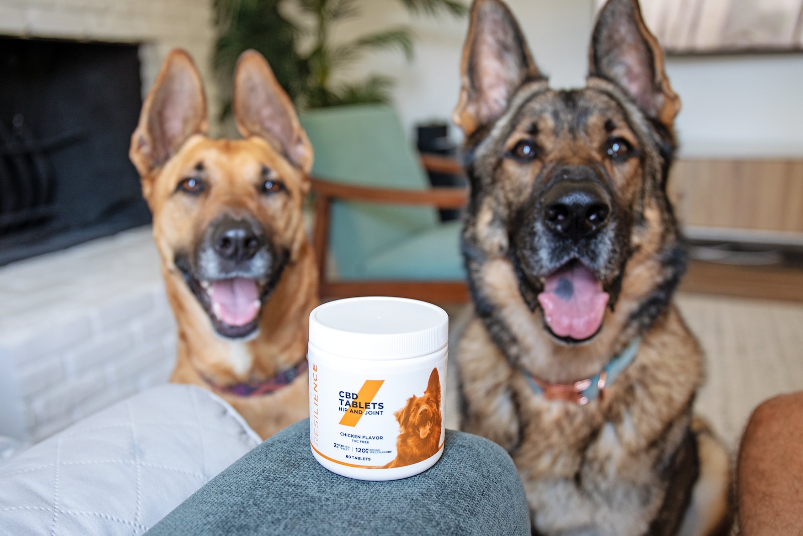 Are CBD Candles Safe for Pets: A Comprehensive Guide